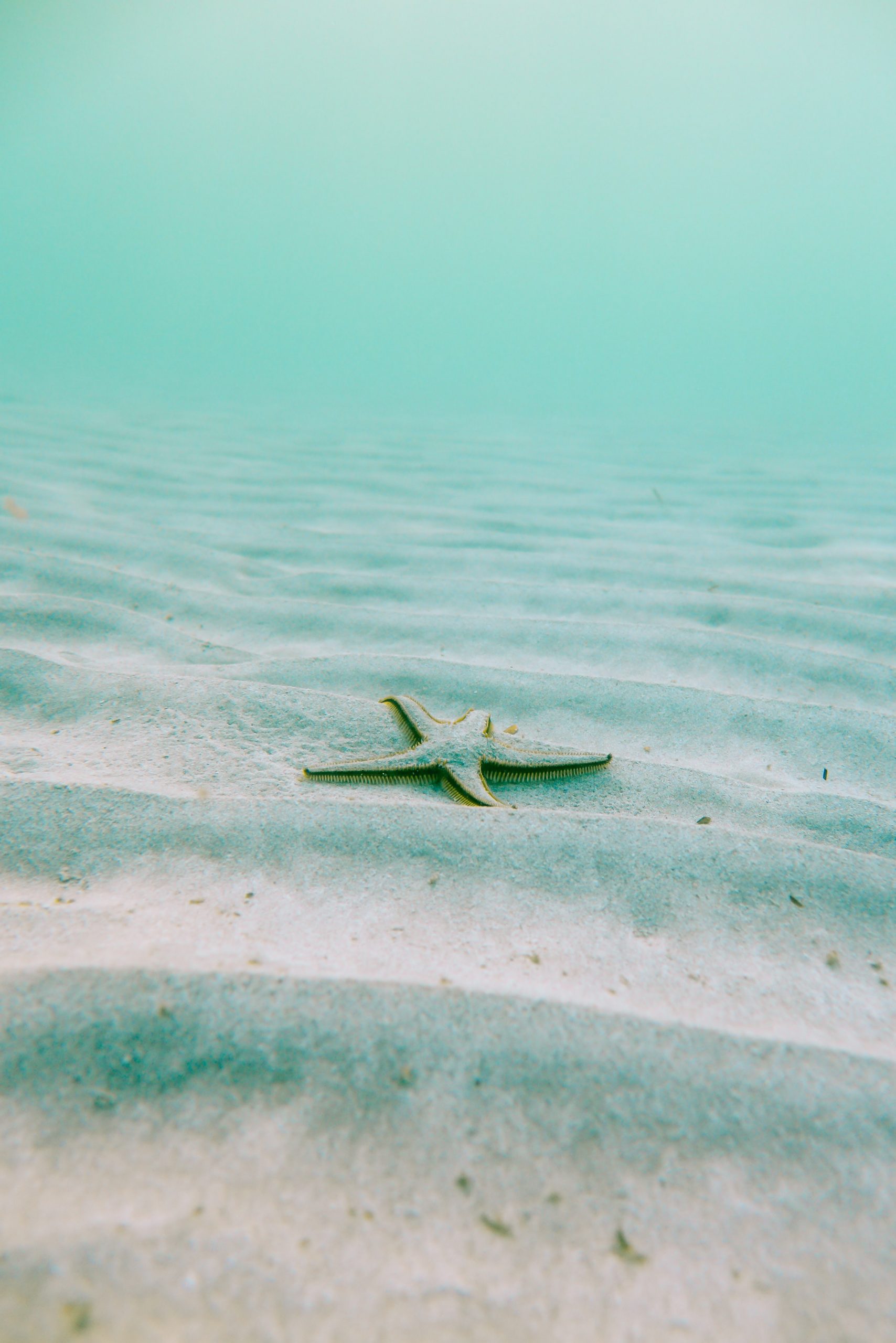 linus-nylund-310532-unsplash